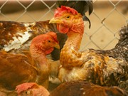 Nghệ An: Phục tráng gà trụi lông cổ 